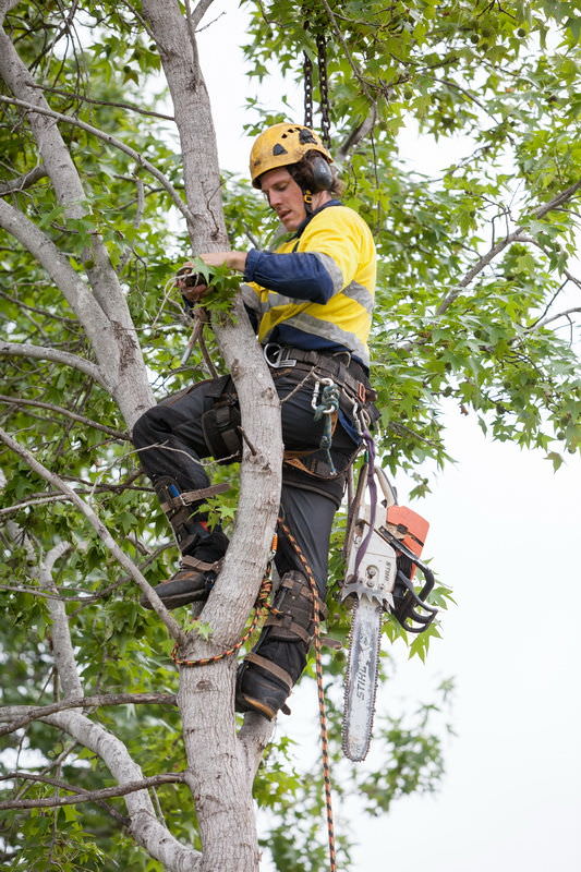 tree removal